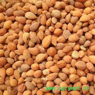 郁李仁 统 产地 河北省图2