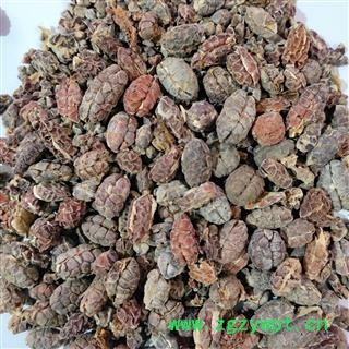 新到去壳砂仁红米无油籽货漂亮货干无硫磺无虫蛀，干净无杂质实物拍摄图4