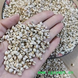薏苡仁 国产薏苡仁98米 产地 贵州省图4