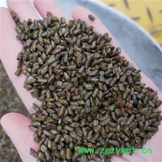 决明子 国产决明子选货 产地 山东省图4