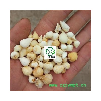 山慈菇 光慈姑 新货 颜色好 纯干 产地 云南省