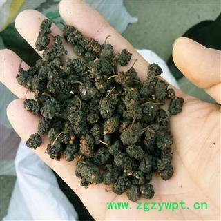 药用  桑葚子 好统货 产地 安徽 阜阳图2