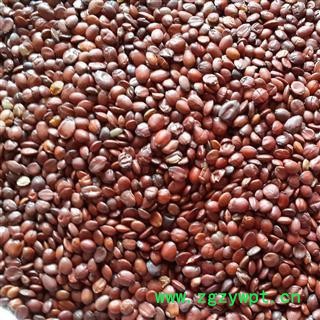 国产酸枣仁&【国舜堂】一手货源 规格齐全 量大从优 中药材批发供应【酸枣仁】图4