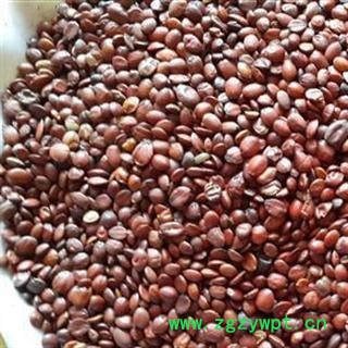 国产酸枣仁&【国舜堂】一手货源 规格齐全 量大从优 中药材批发供应【酸枣仁】图3