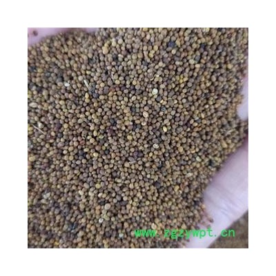 菟丝子 菟丝子水洗选货 产地 内蒙古自治区 小影全品类中药材店铺