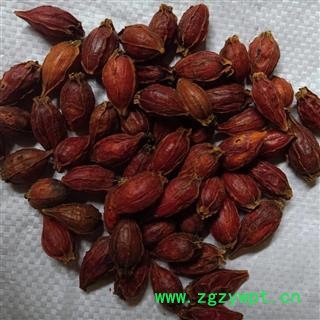 栀子 江西栀子统个 产地 江西省 小影全品类中药材店铺图2