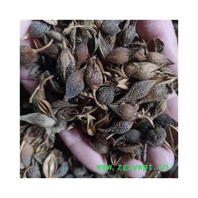 连翘 青翘生晒统货 产地 河南省 小影中药材店铺