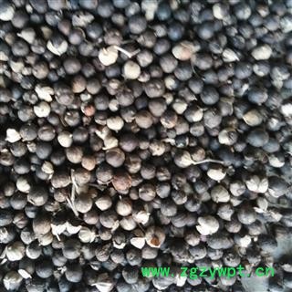 蔓荆子 统 产地 江西省图2