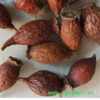 金樱子 金樱子后期统货 产地 江西省图4