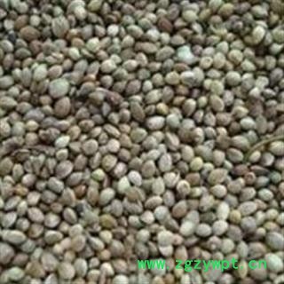 火麻仁 火麻仁大粒 产地 云南省图2