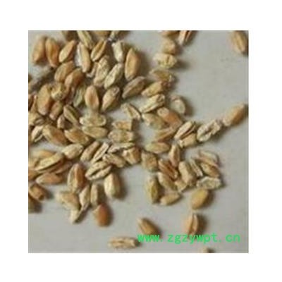 浮小麦 浮小麦净货 产地 山东省