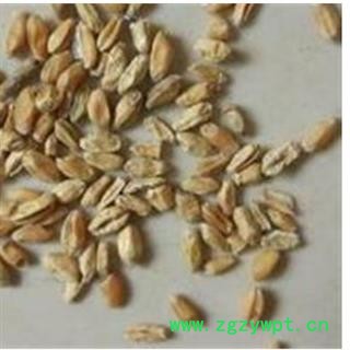 浮小麦 浮小麦净货 产地 山东省图3