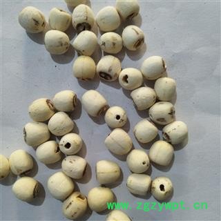 白莲子 湖南湖北空心磨皮白莲子98货无虫蛀货物匀称 产地 湖南省图4