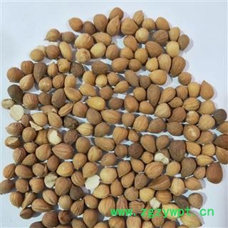 郁李仁 郁李仁选货 产地 甘肃省图3