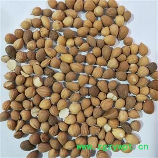 郁李仁 郁李仁选货 产地 甘肃省图2