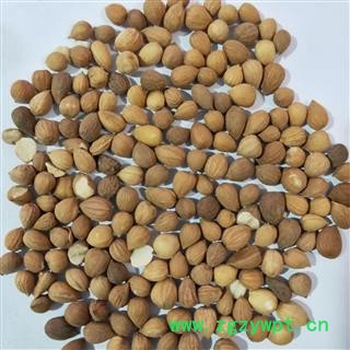 郁李仁 郁李仁选货 产地 甘肃省图4