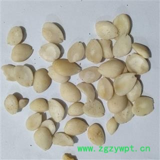 桃仁 去皮扁桃仁选片 产地 内蒙古自治区图4