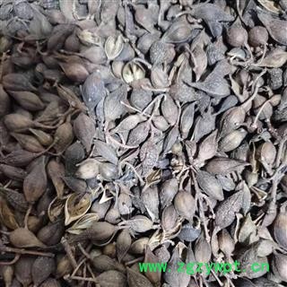 【青连翘水煮大统货】【润泽中药】中药材批发供应规格齐全量大从优图2