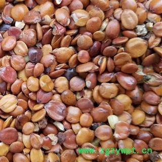 酸枣仁 酸枣仁98货 产地 山东省济宁市汶上县图4