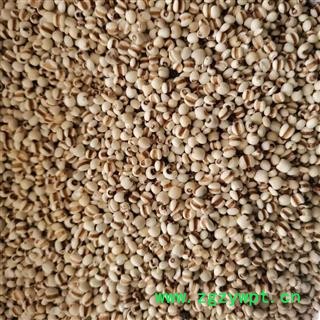 薏苡仁 国产薏苡仁98米 产地 贵州省图2