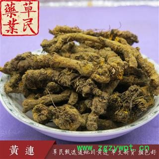 草民甄选雅连 道地川黄连 单支连新货 颜色好 专业批发量大从优图3