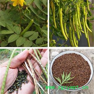 决明子泡茶 野生决明子500g 炒决明子儿童沙滩玩具决明子新货无硫图4