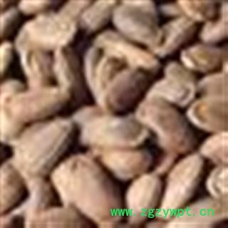 瓜蒌仁 统 产地 山东省图2