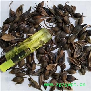 连翘 青翘水煮（汽蒸）选货 产地 河南省图2