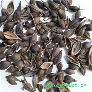 连翘 青翘水煮（汽蒸）选货 产地 河南省图3