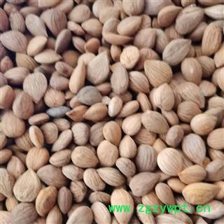 苦杏仁 苦杏仁统货 产地 陕西省图2