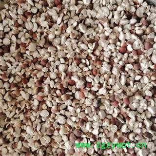 芡实 芡实3.4 瓣 产地 广东省图3