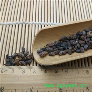 女贞子 统 产地 河南省图2