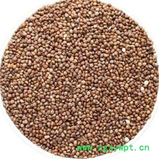 苏子 紫苏子净货 产地 山东省图2