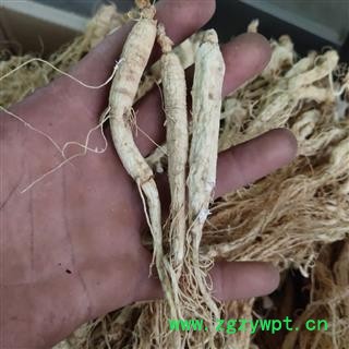 人参 生晒参90支左右药房专用 关书药业 产地 吉林省通化市图2