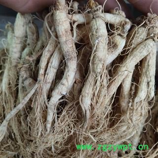 人参 生晒参90支左右药房专用 关书药业 产地 吉林省通化市图3