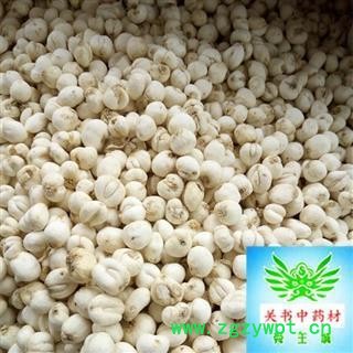 青贝母 平贝母 川贝母 手选0,7 左右 怀中包月 产地 四川省乐山市图3