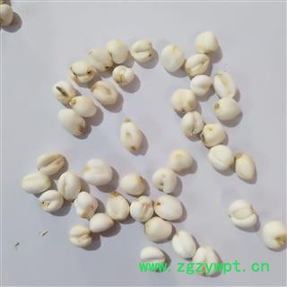 川贝母小珍珠 0,6左右 手选 产地 吉林省辽源市图2