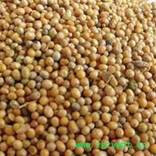 《满198包邮》白芥子 白芥子 选   产地 四川省图2