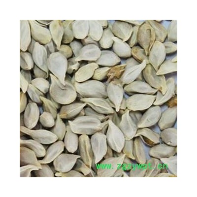 《满198包邮》桔核 正品橘核 桔核地道无硫 颜 产地 山东省