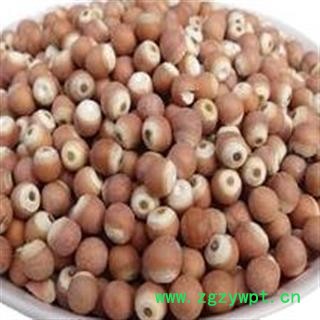 《满198包邮》芡实 芡实0.9 道地良药  产地 广东省图2