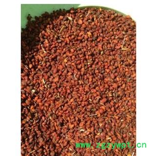 沙棘果 沙棘 选 产地 内蒙古自治区包头市市辖区图3