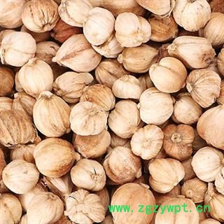 中药材豆蔻  白豆蔻统货 产地 海外  中药材白豆蔻 香料调料白豆蔻安国市场批发零售大全图2