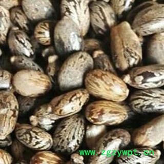 蓖麻子 蓖麻子净货 产地 河北省安国市场批发零售大全图2