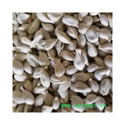 中药材橘核 正品净货橘核 橘核行情 产地广东