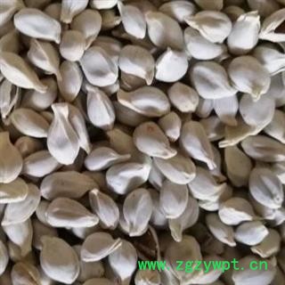 中药材橘核 正品净货橘核 橘核行情 产地广东图2