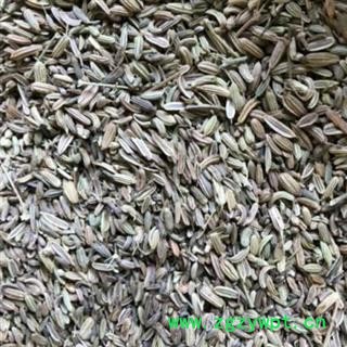 中药材小茴香 色青小茴香 产地甘肃 安国中药材市场批发零售大全图2