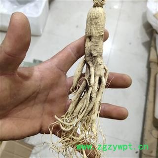 人参 生晒参 25支 新货 关书药业注重品质、 产地 吉林省辽源市市辖区图2