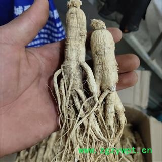 人参 生晒参 25支 新货 关书药业注重品质、 产地 吉林省辽源市市辖区图3