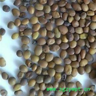 苦豆子统货 产地 内蒙古自治区图2