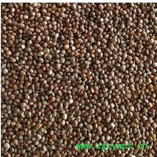 苏子 统 产地 安徽省亳州市谯城区图3